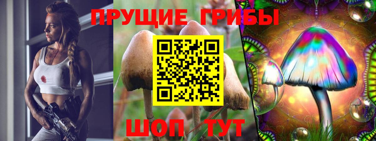 Псилоцибиновые грибы GOLDEN TEACHER  Псилоцибиновые грибы Psilocybine cubensis  купить наркоту  Вход с VPN  Омск 